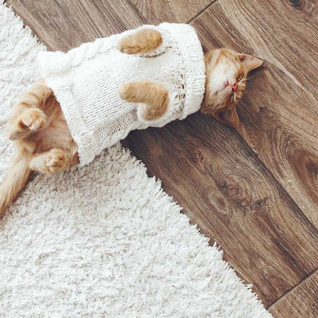 Cat on hardwood flooring | Bell County Flooring