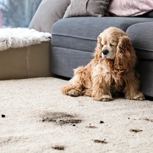 Carpet cleaning | Bell County Flooring