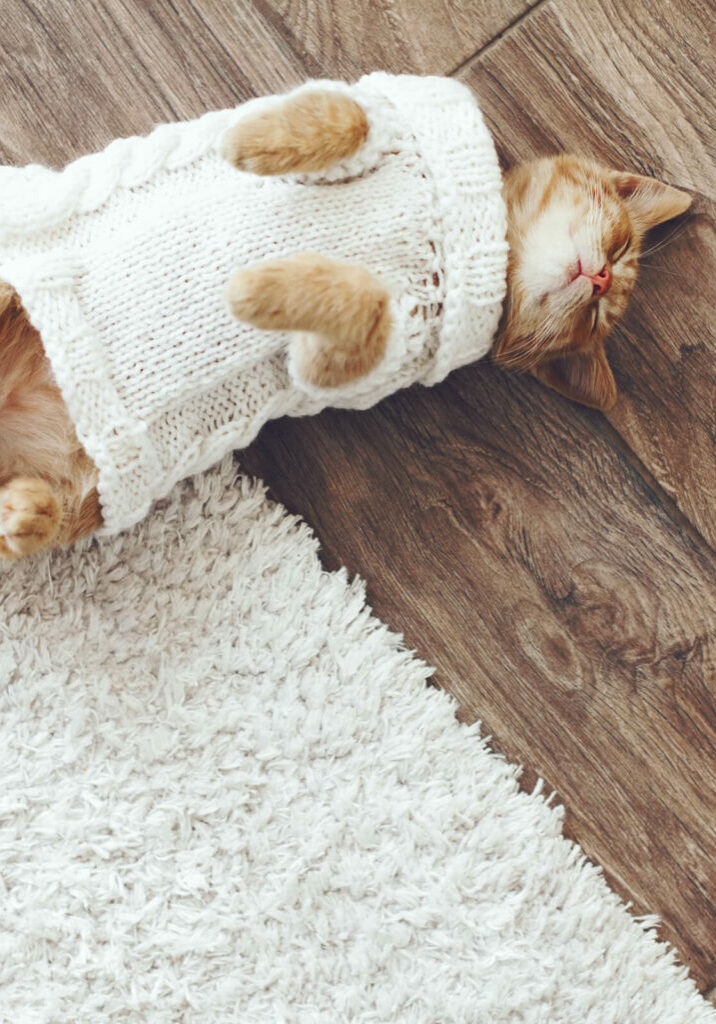 Cat on hardwood flooring | Bell County Flooring