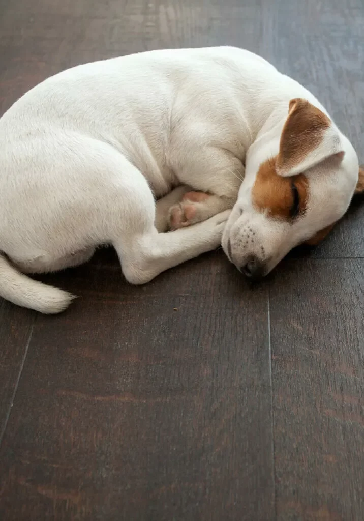 pet_friendly_LV_Lam_1600x1600-1024x1024-portrait Pet perfect flooring | Bell County Flooring