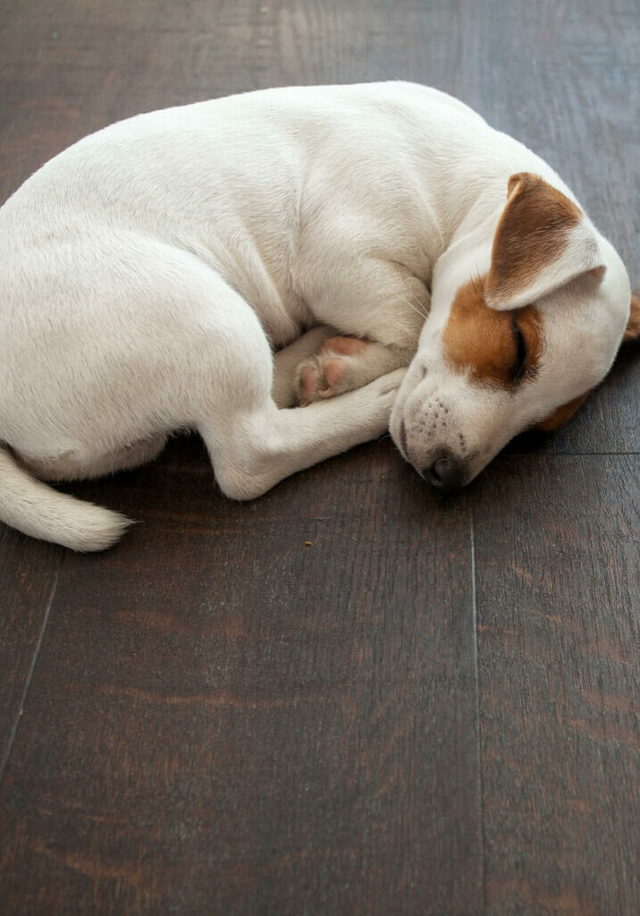 Dog slept on vinyl floor | Bell County Flooring